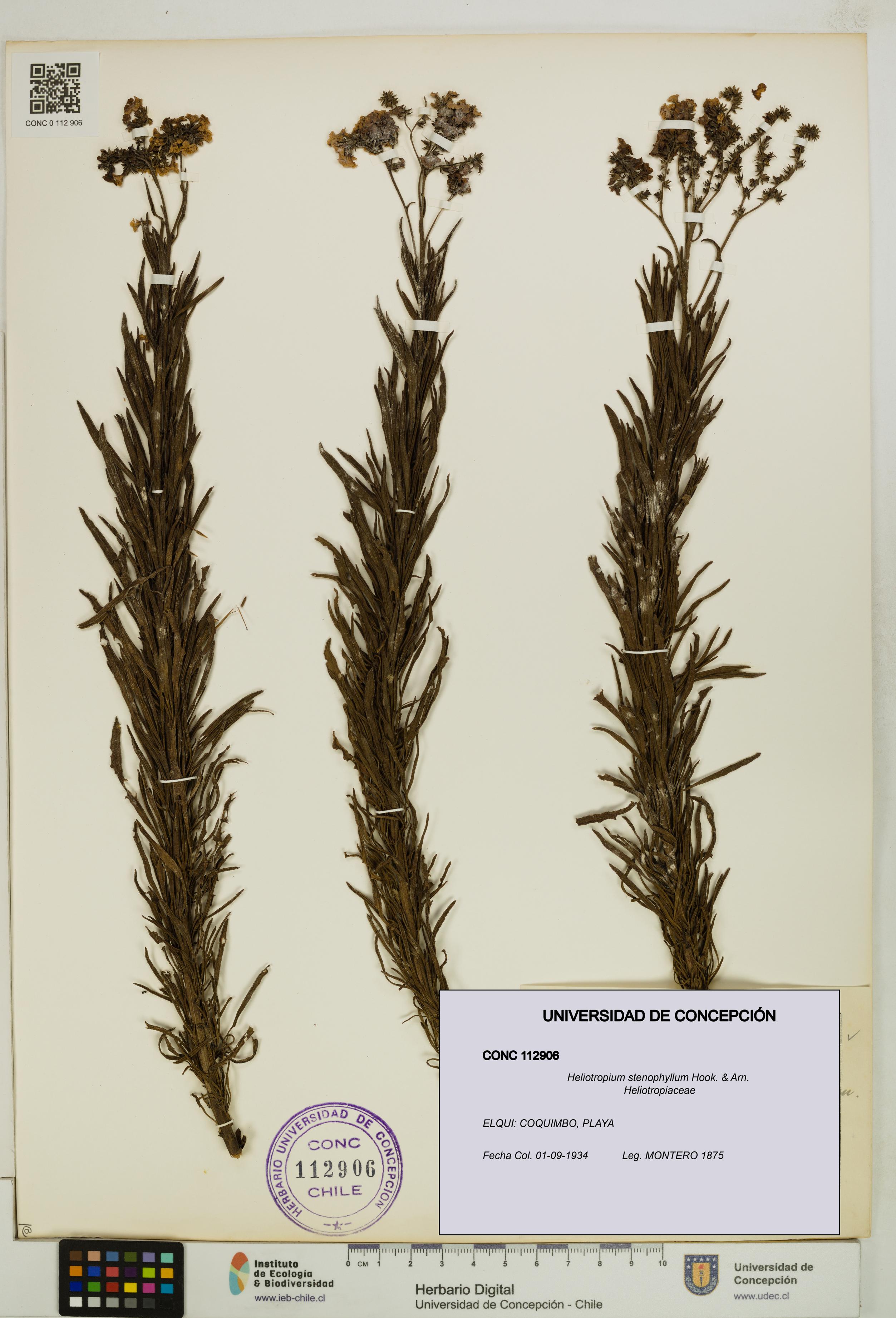 Heliotropium stenophyllum [Espécimen: UDEC:CONC:0112906]