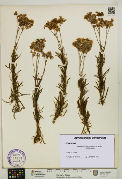 Heliotropium stenophyllum [Espécimen: UDEC:CONC:0112907]