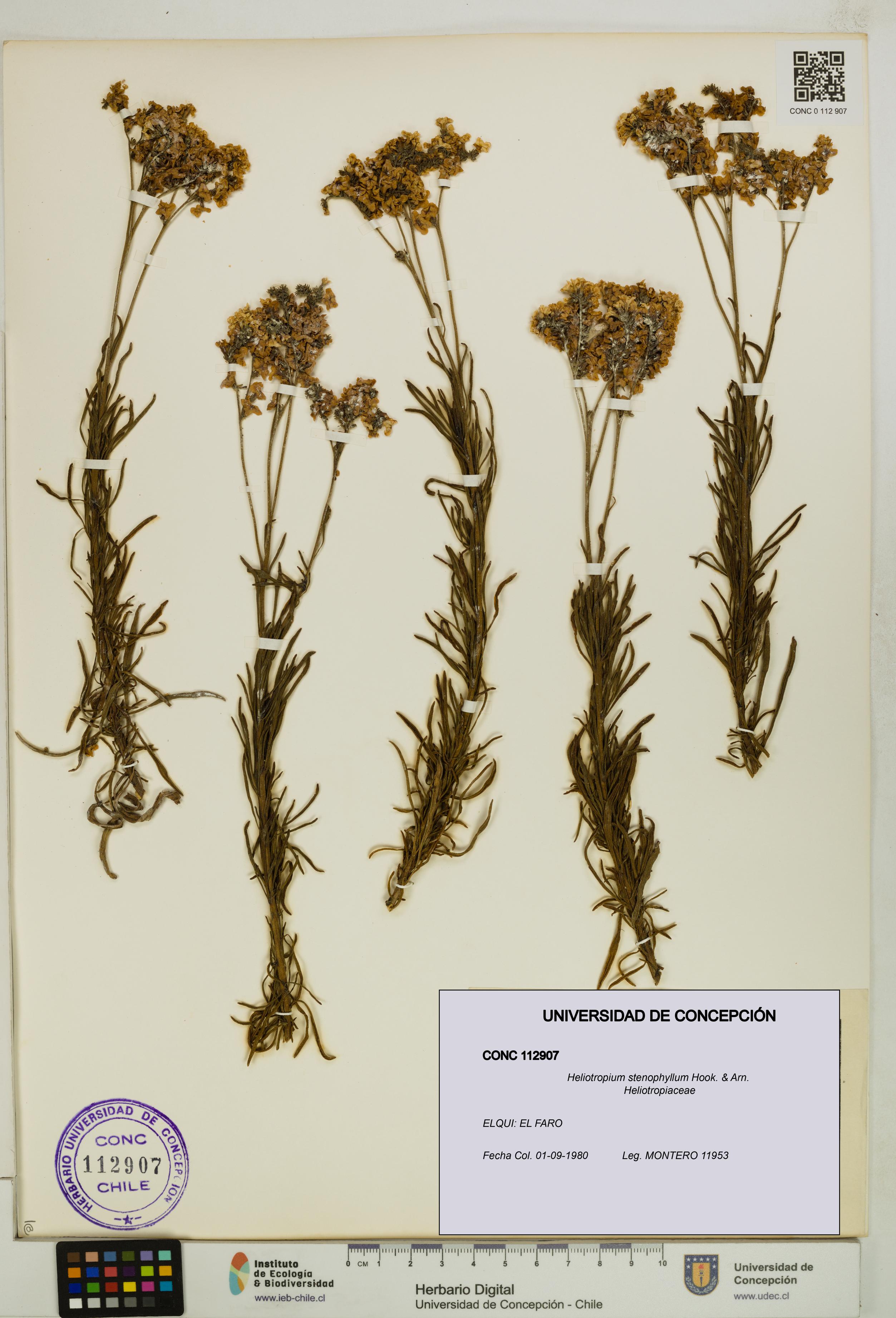 Heliotropium stenophyllum [Espécimen: UDEC:CONC:0112907]