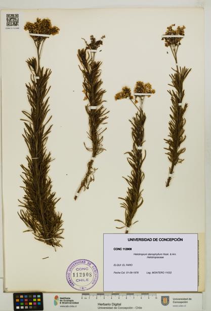 Heliotropium stenophyllum [Espécimen: UDEC:CONC:0112908]