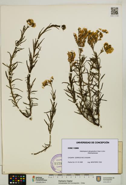Heliotropium stenophyllum [Espécimen: UDEC:CONC:0112909]