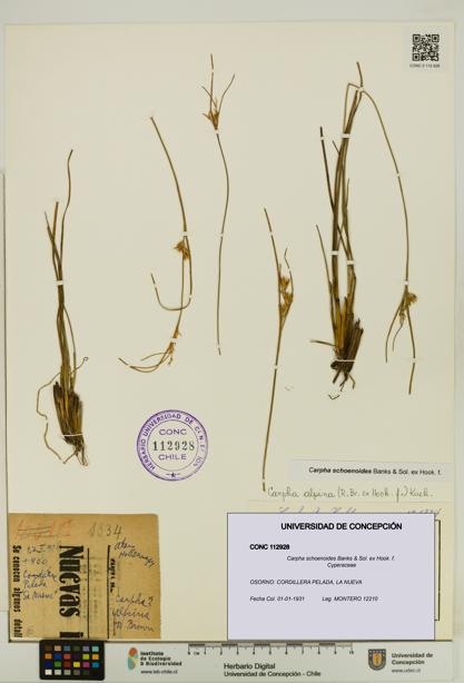 Carpha schoenoides [Espécimen: UDEC:CONC:0112928]