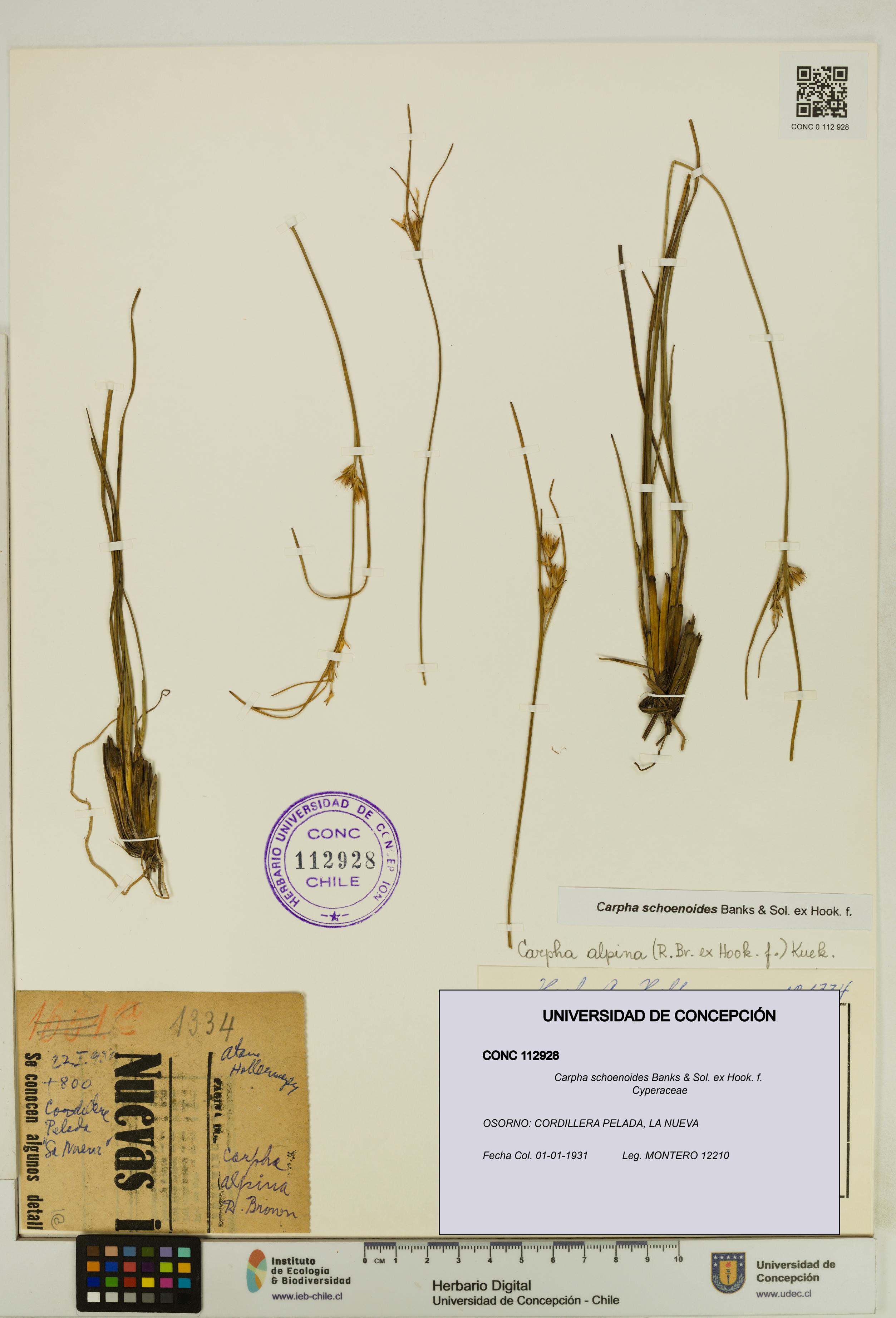 Carpha schoenoides [Espécimen: UDEC:CONC:0112928]