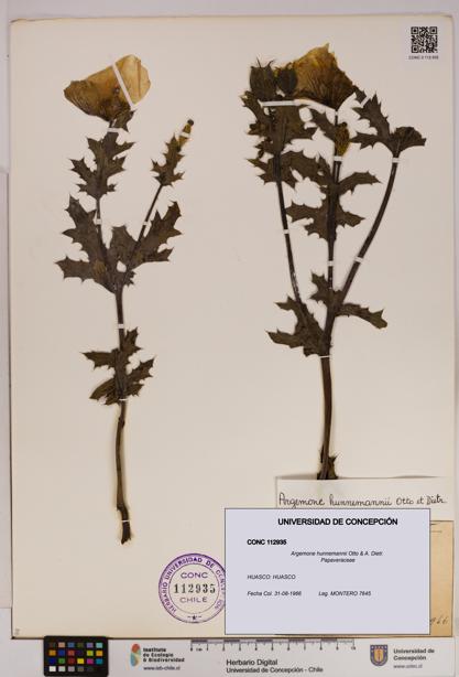 Argemone hunnemannii [Espécimen: UDEC:CONC:0112935]