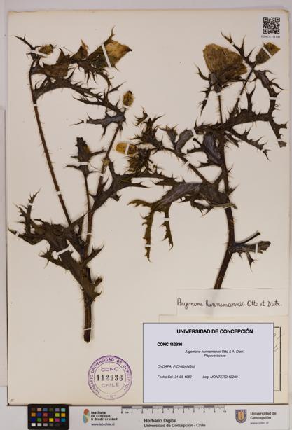 Argemone hunnemannii [Espécimen: UDEC:CONC:0112936]