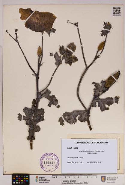 Argemone hunnemannii [Espécimen: UDEC:CONC:0112937]