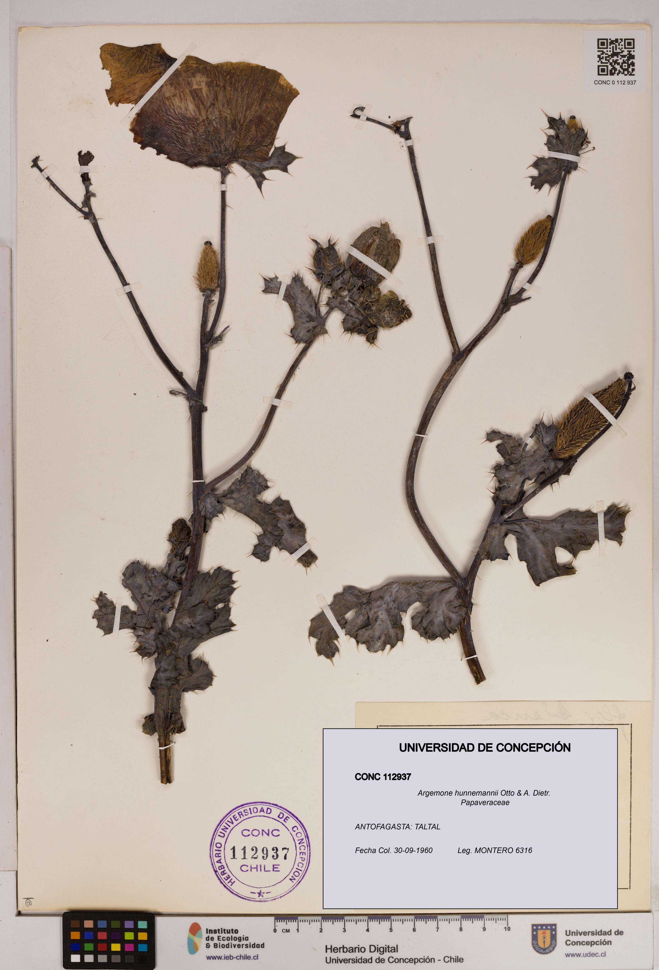 Argemone hunnemannii [Espécimen: UDEC:CONC:0112937]