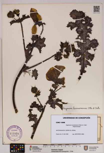 Argemone hunnemannii [Espécimen: UDEC:CONC:0112938]