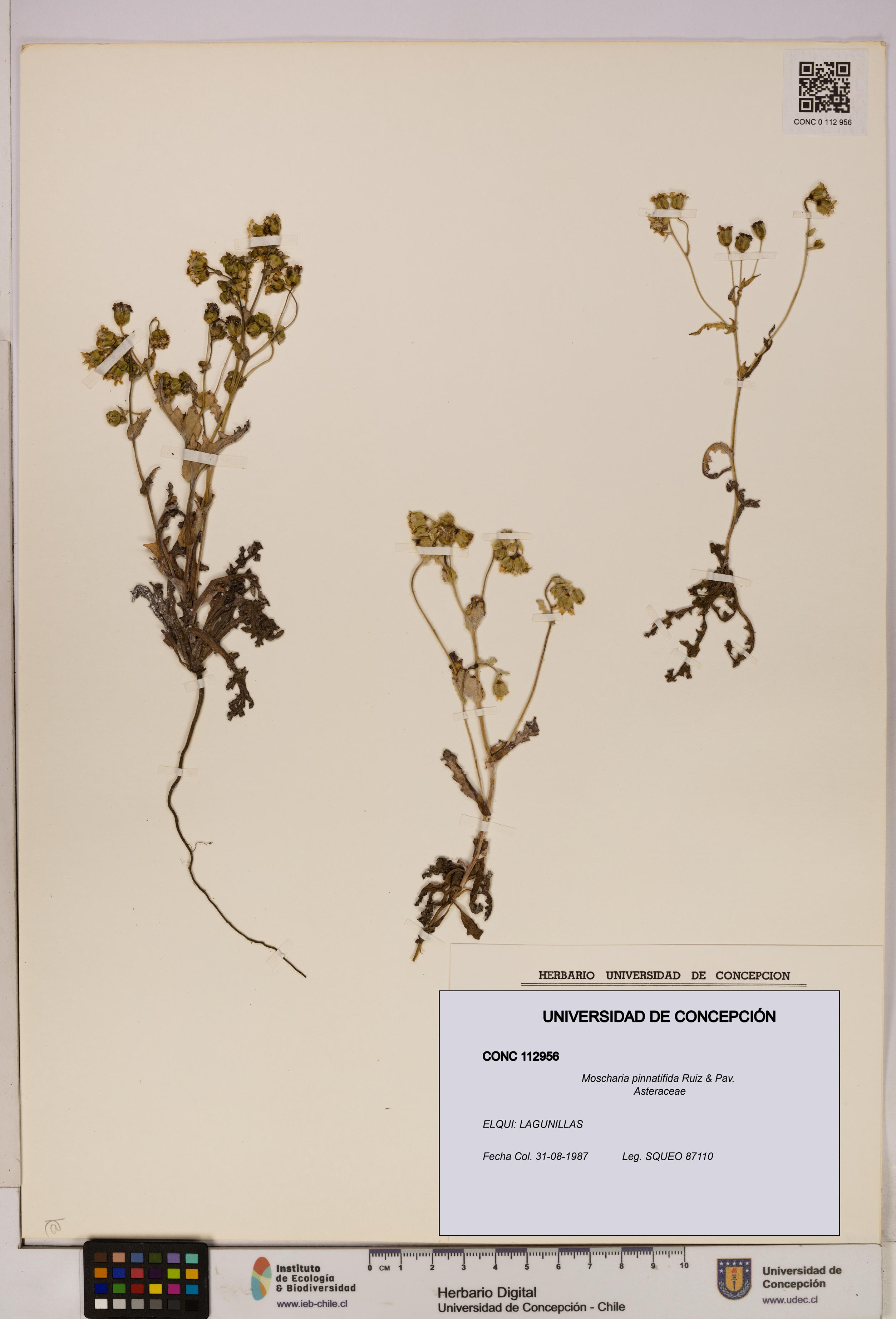 Moscharia pinnatifida [Espécimen: UDEC:CONC:0112956]