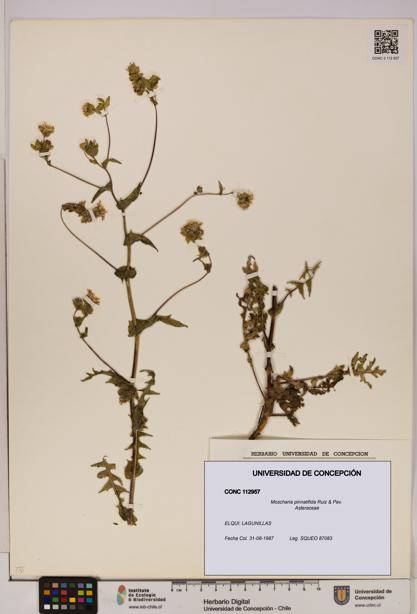 Moscharia pinnatifida [Espécimen: UDEC:CONC:0112957]