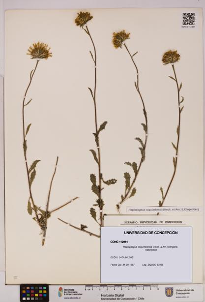 Haplopappus coquimbensis [Espécimen: UDEC:CONC:0112961]