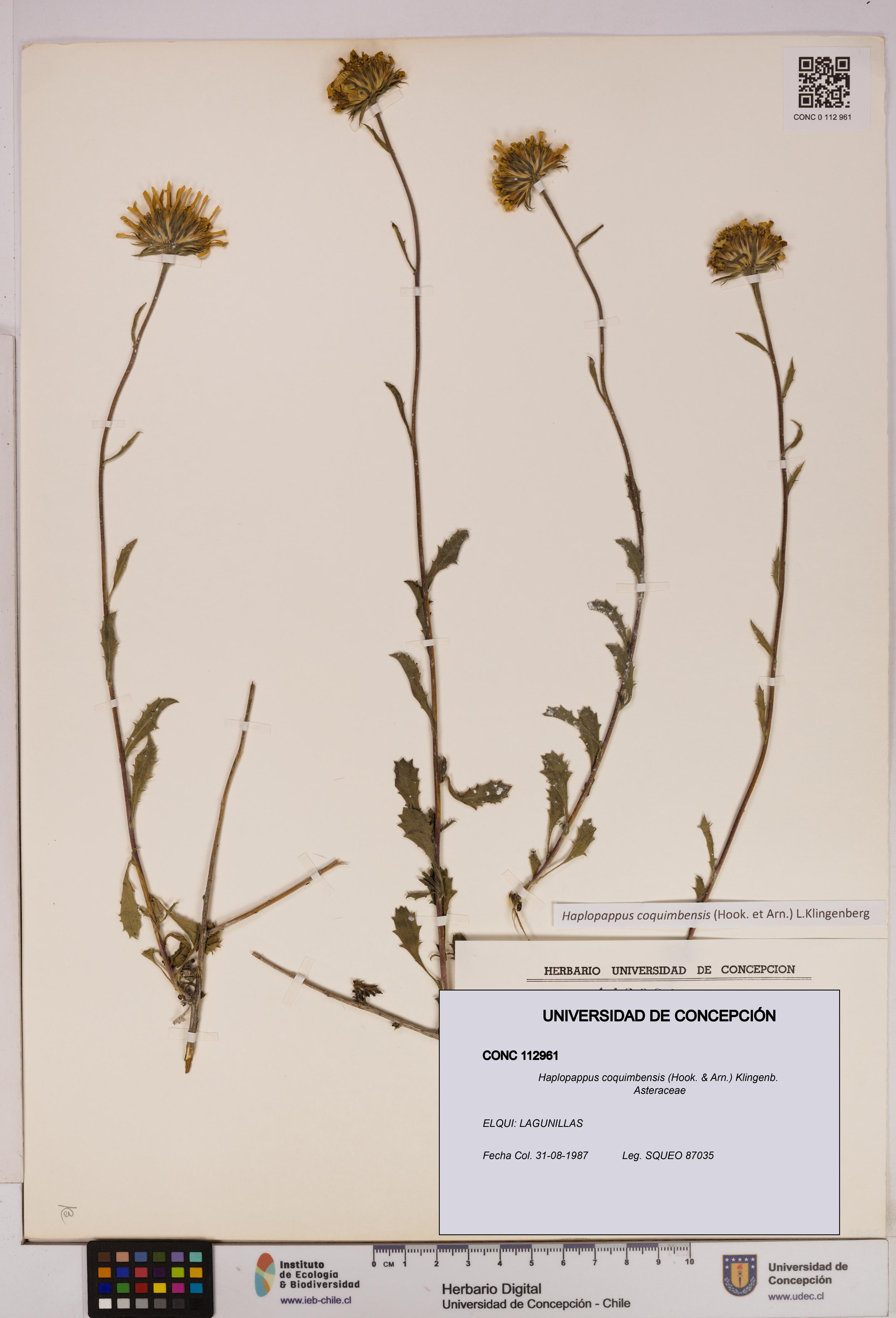 Haplopappus coquimbensis [Espécimen: UDEC:CONC:0112961]