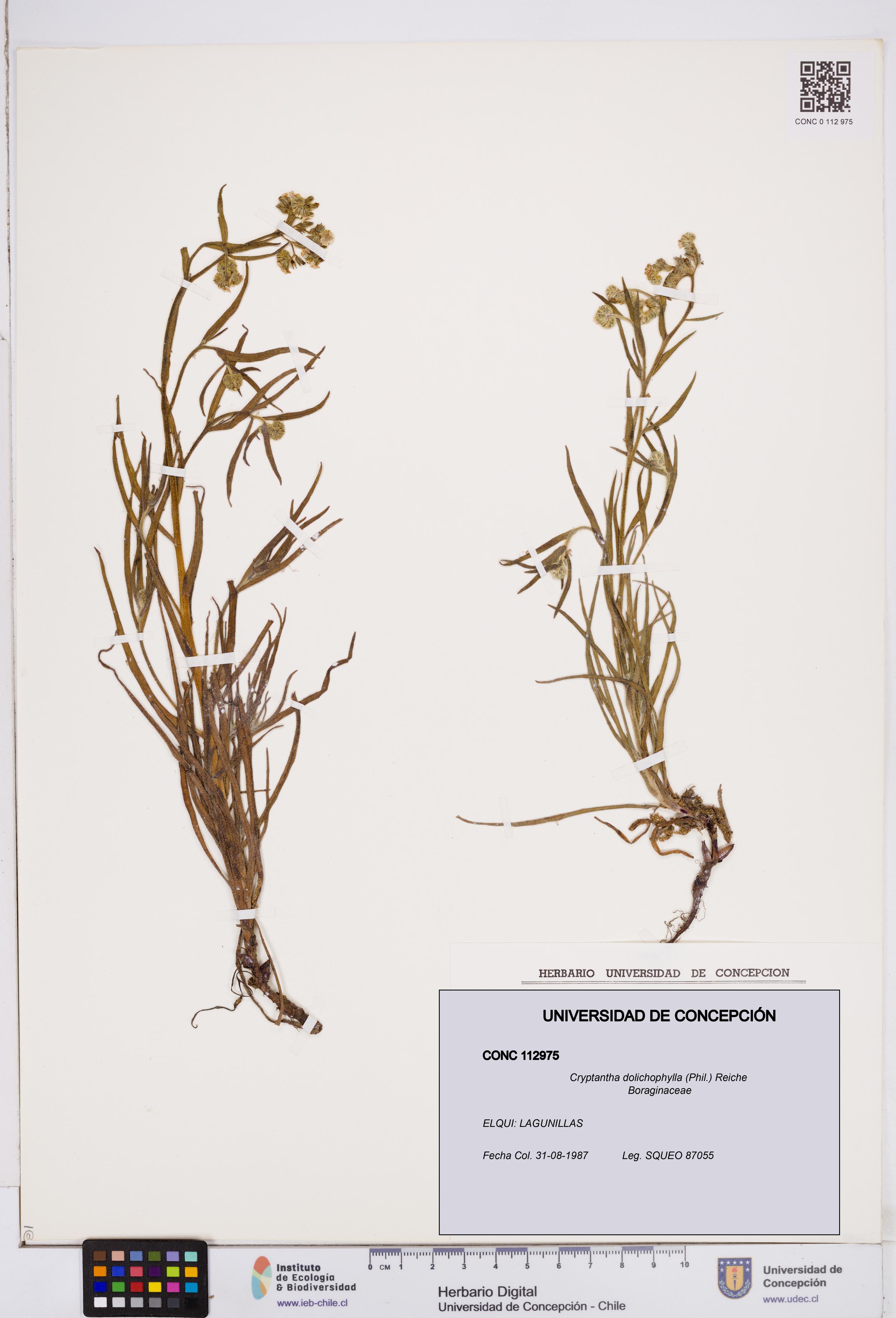 Cryptantha dolichophylla [Espécimen: ]