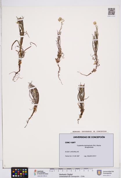 Cryptantha dolichophylla [Espécimen: ]
