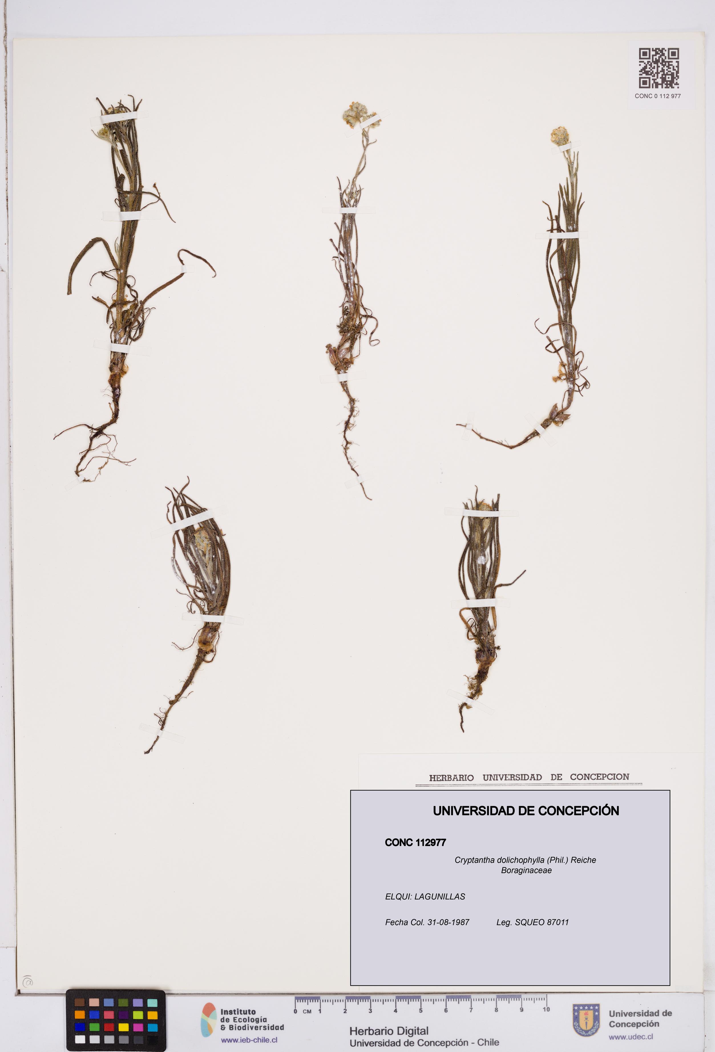 Cryptantha dolichophylla [Espécimen: ]