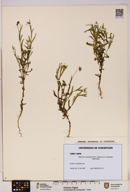 Helenium urmenetae var. urmenetae [Espécimen: UDEC:CONC:0112978]