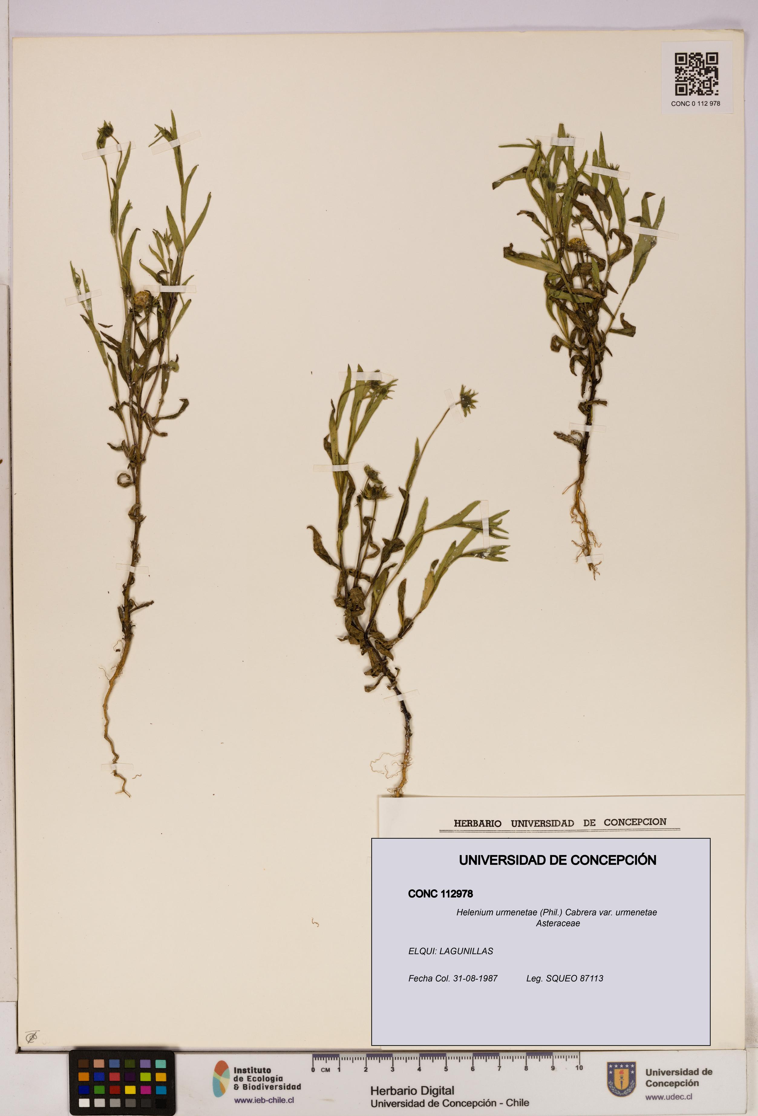 Helenium urmenetae var. urmenetae [Espécimen: UDEC:CONC:0112978]