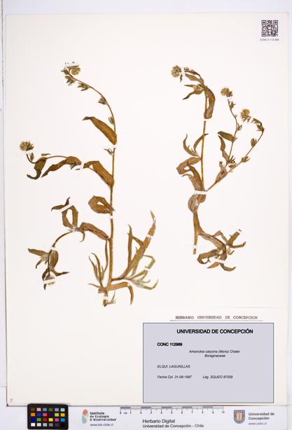 Amsinckia calycina [Espécimen: ]