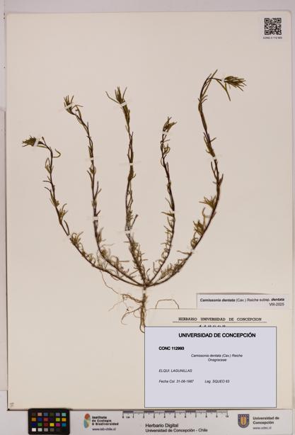 Camissonia dentata [Espécimen: UDEC:CONC:0112993]