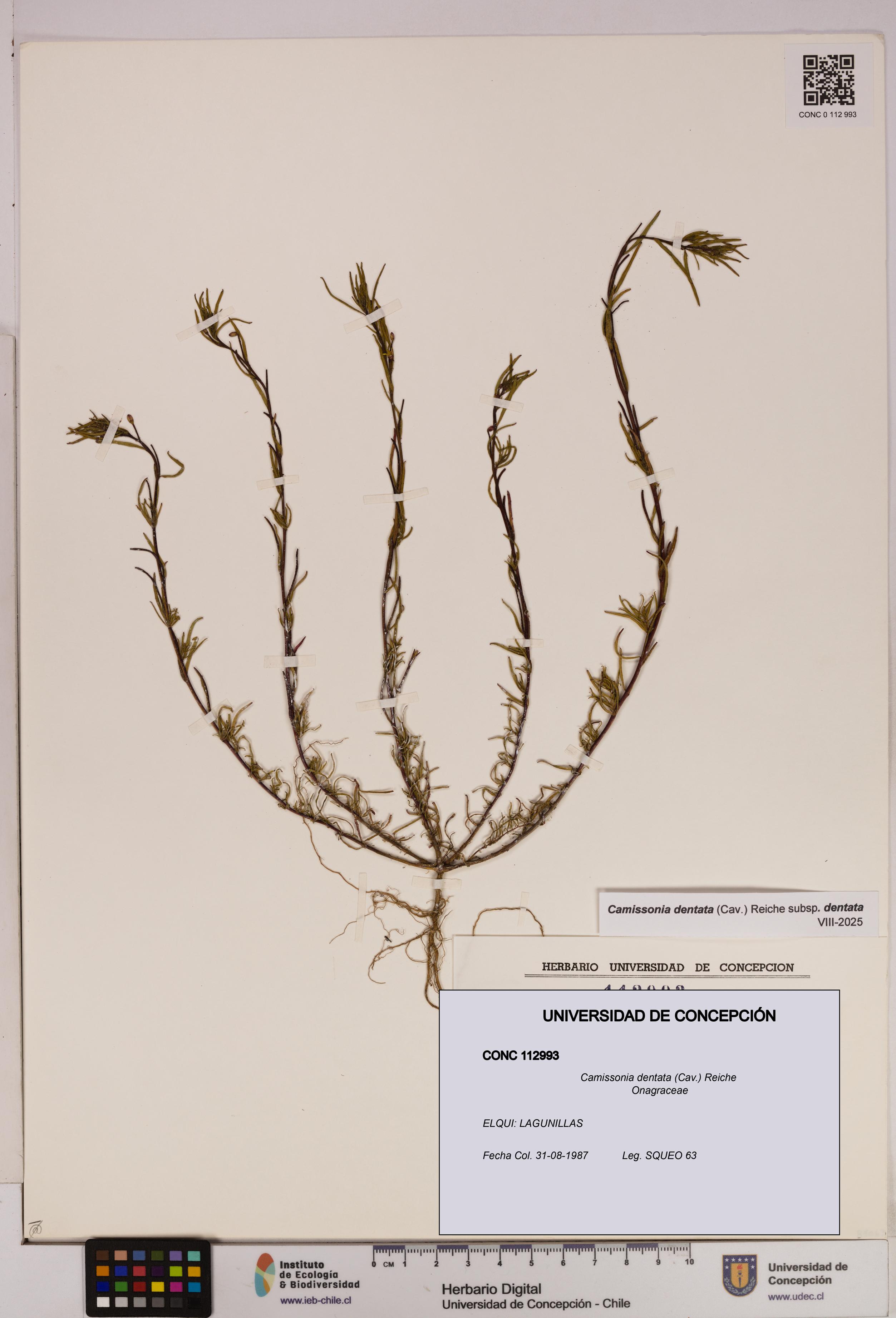 Camissonia dentata [Espécimen: UDEC:CONC:0112993]
