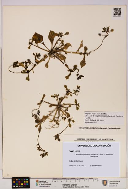 Cistanthe coquimbensis [Espécimen: UDEC:CONC:0113007]