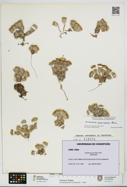Oriastrum pulvinatum [Espécimen: UDEC:CONC:0113021]
