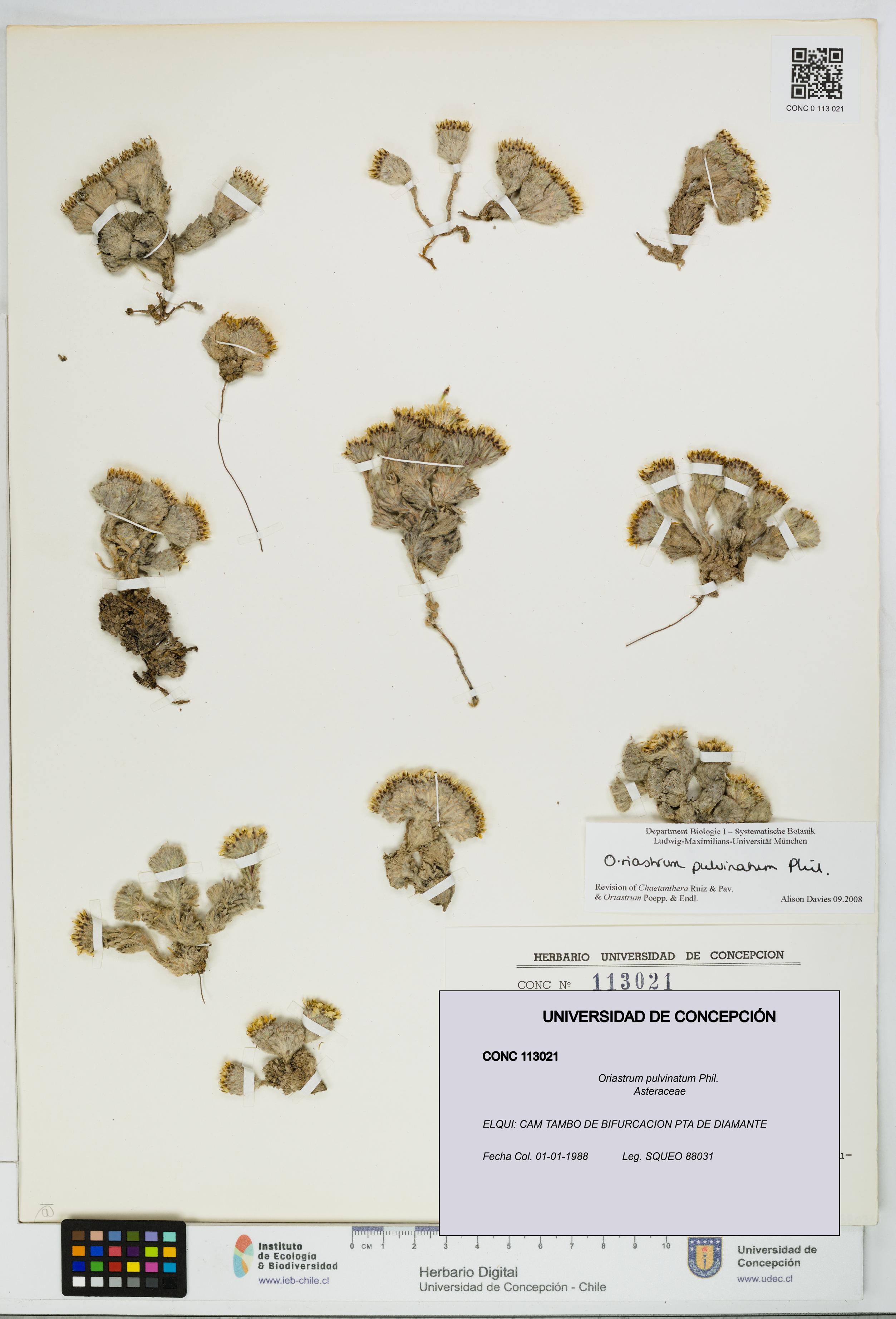 Oriastrum pulvinatum [Espécimen: UDEC:CONC:0113021]