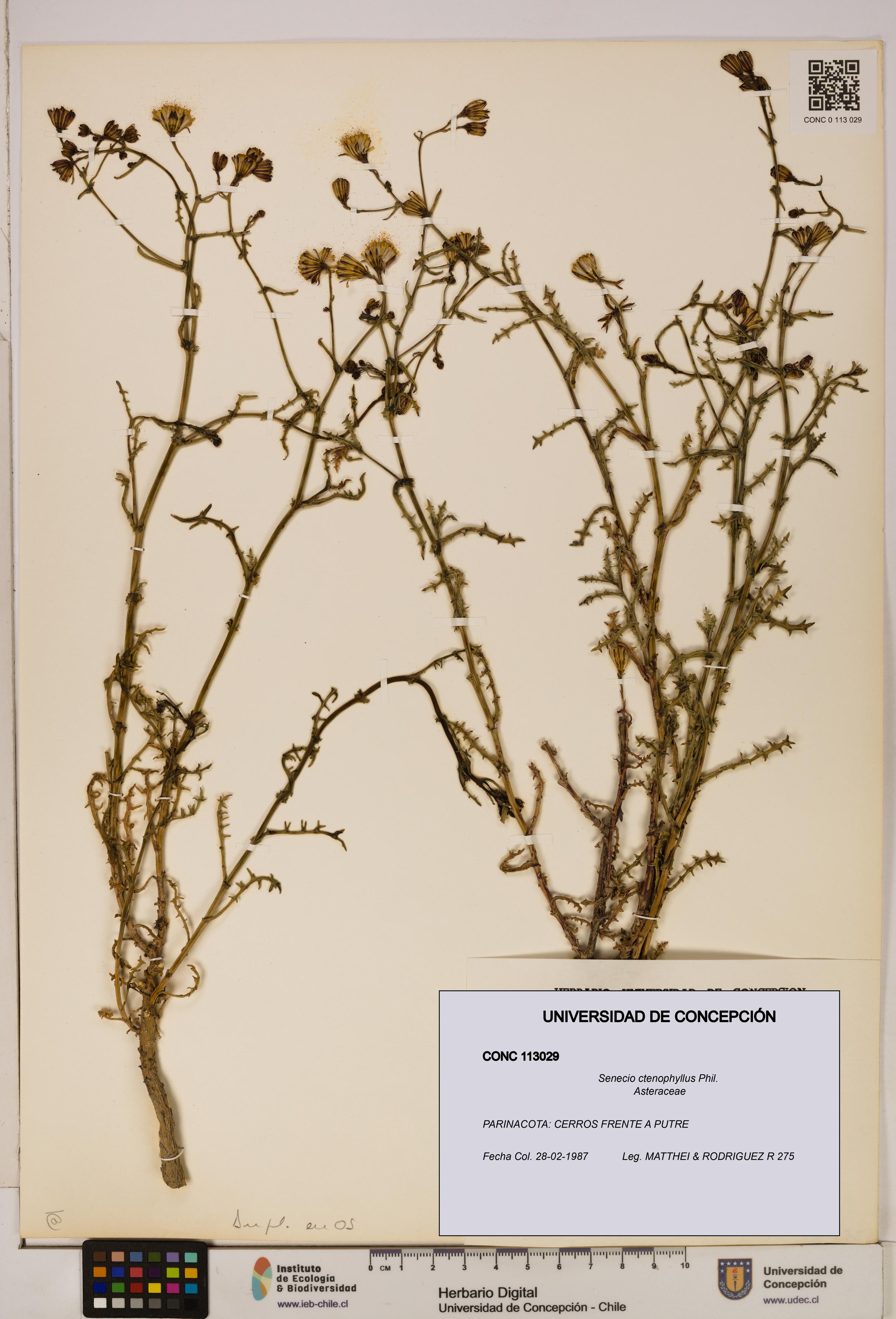 Senecio ctenophyllus [Espécimen: UDEC:CONC:0113029]