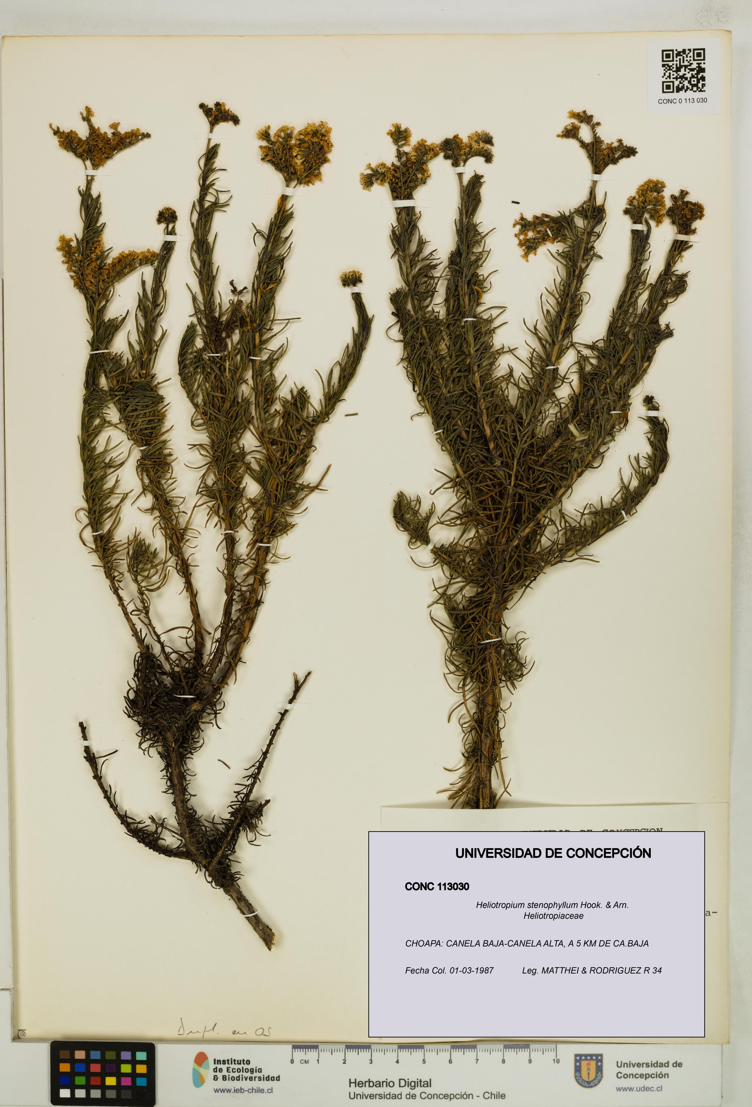 Heliotropium stenophyllum [Espécimen: UDEC:CONC:0113030]