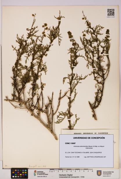 Ambrosia artemisioides [Espécimen: UDEC:CONC:0113037]