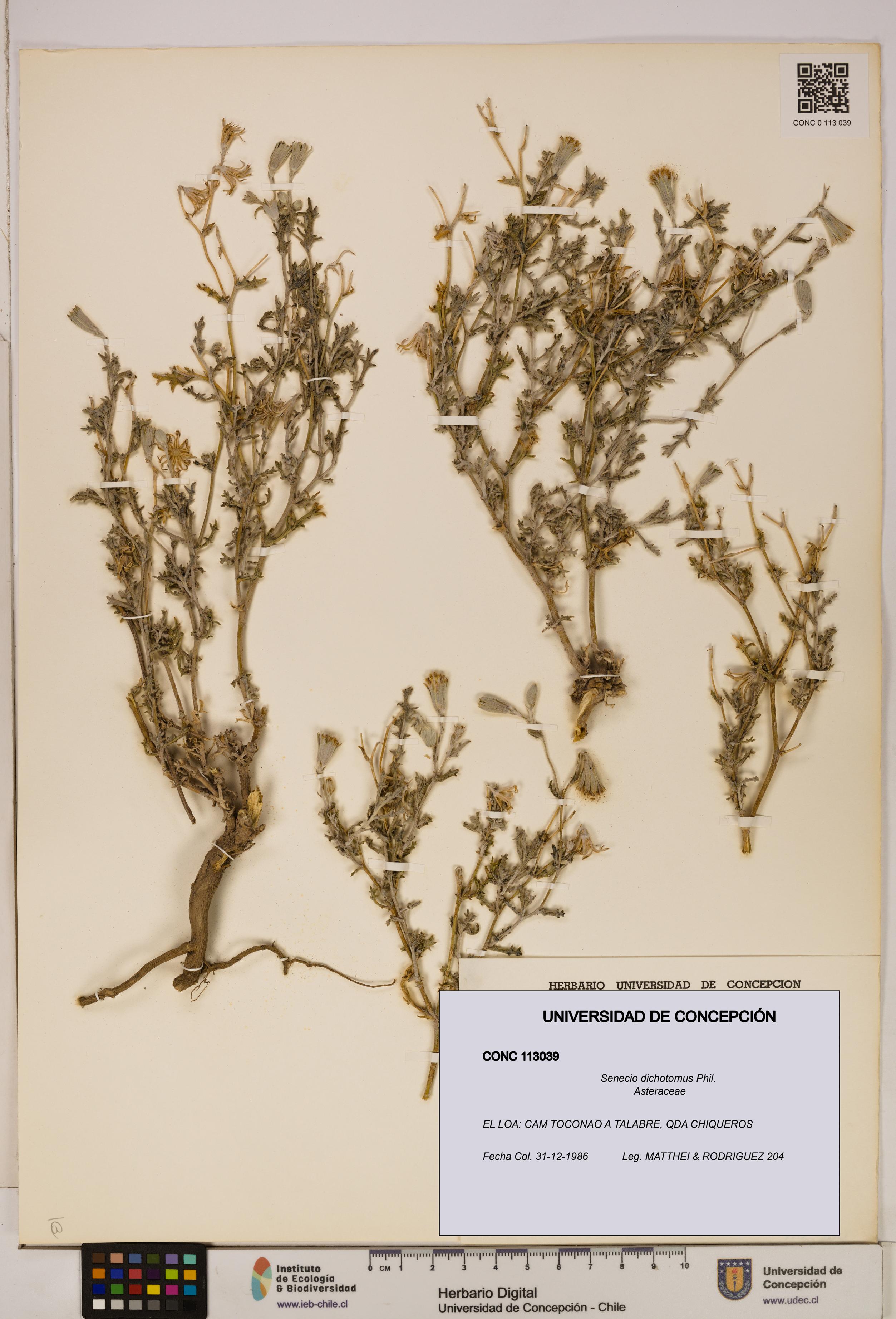 Senecio dichotomus [Espécimen: UDEC:CONC:0113039]