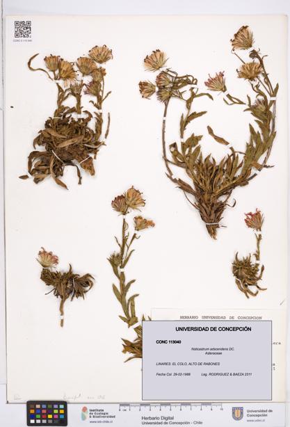Noticastrum adscendens [Espécimen: ]