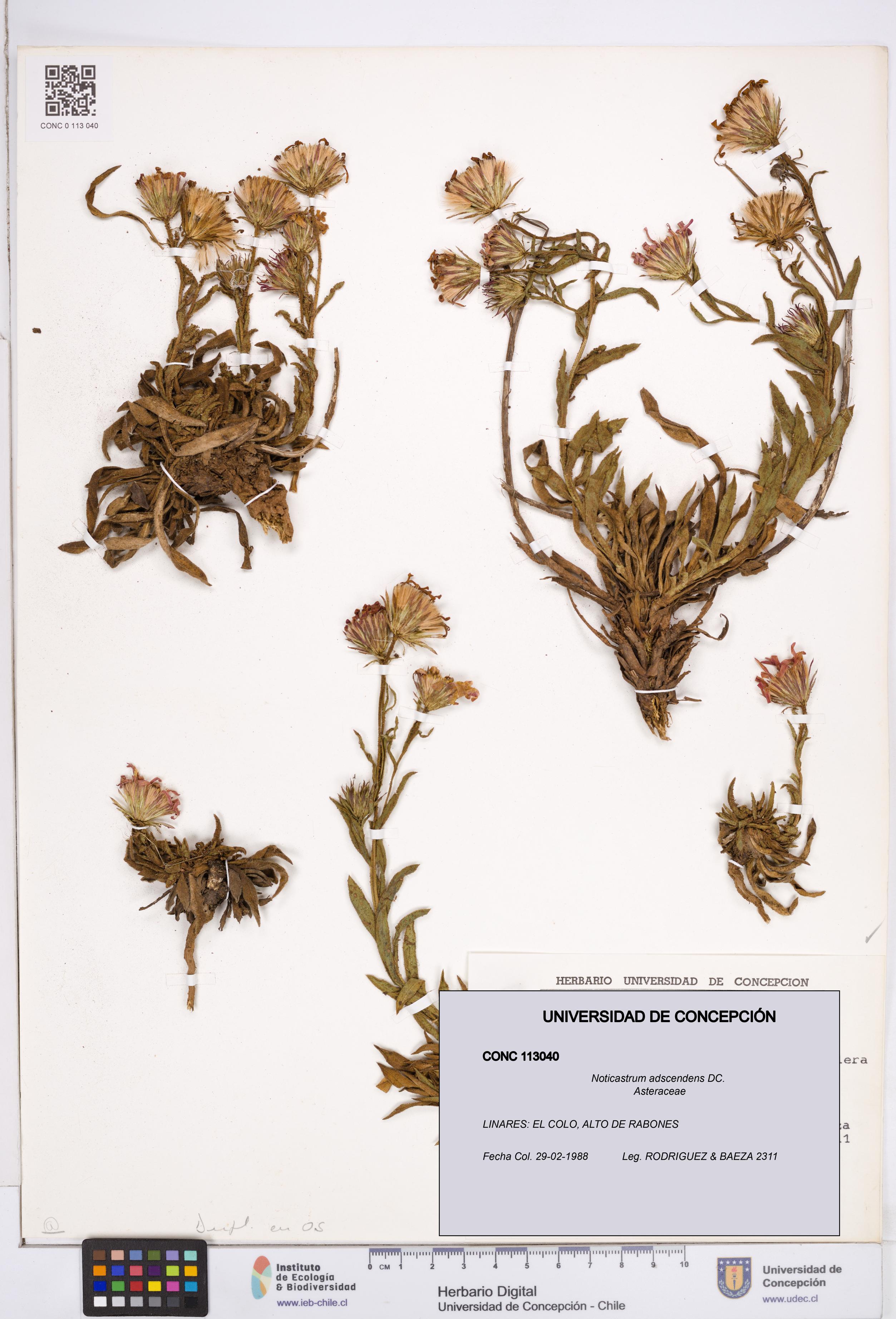 Noticastrum adscendens [Espécimen: ]
