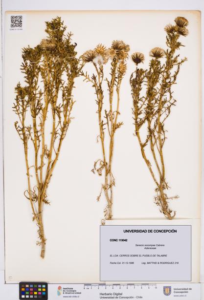 Senecio socompae [Espécimen: ]