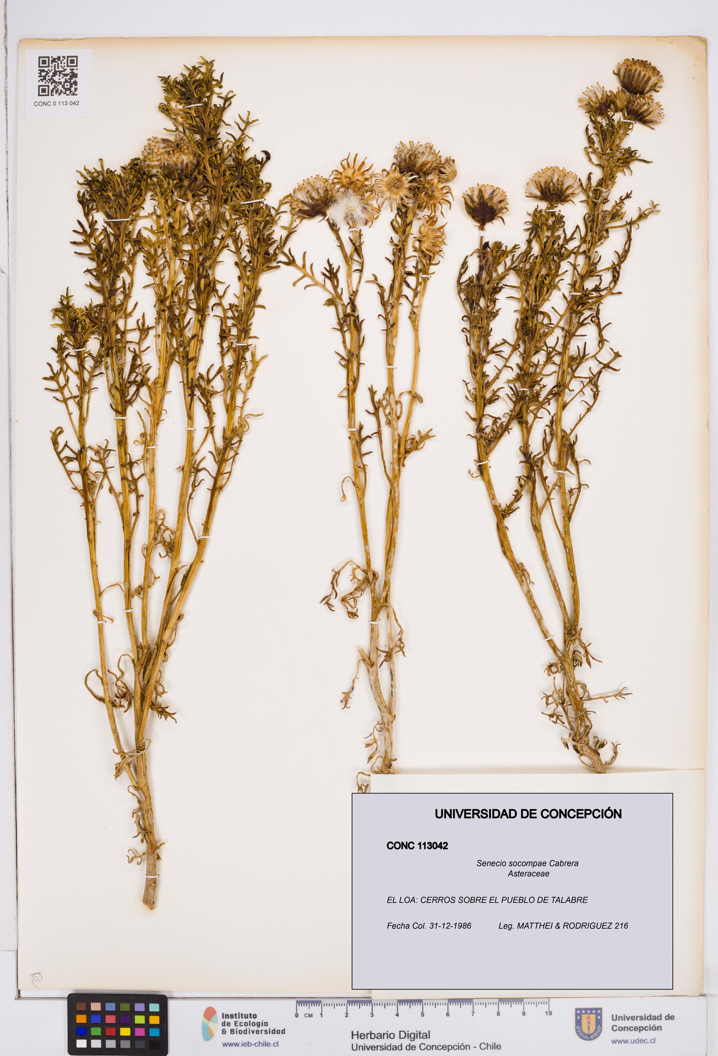 Senecio socompae [Espécimen: ]