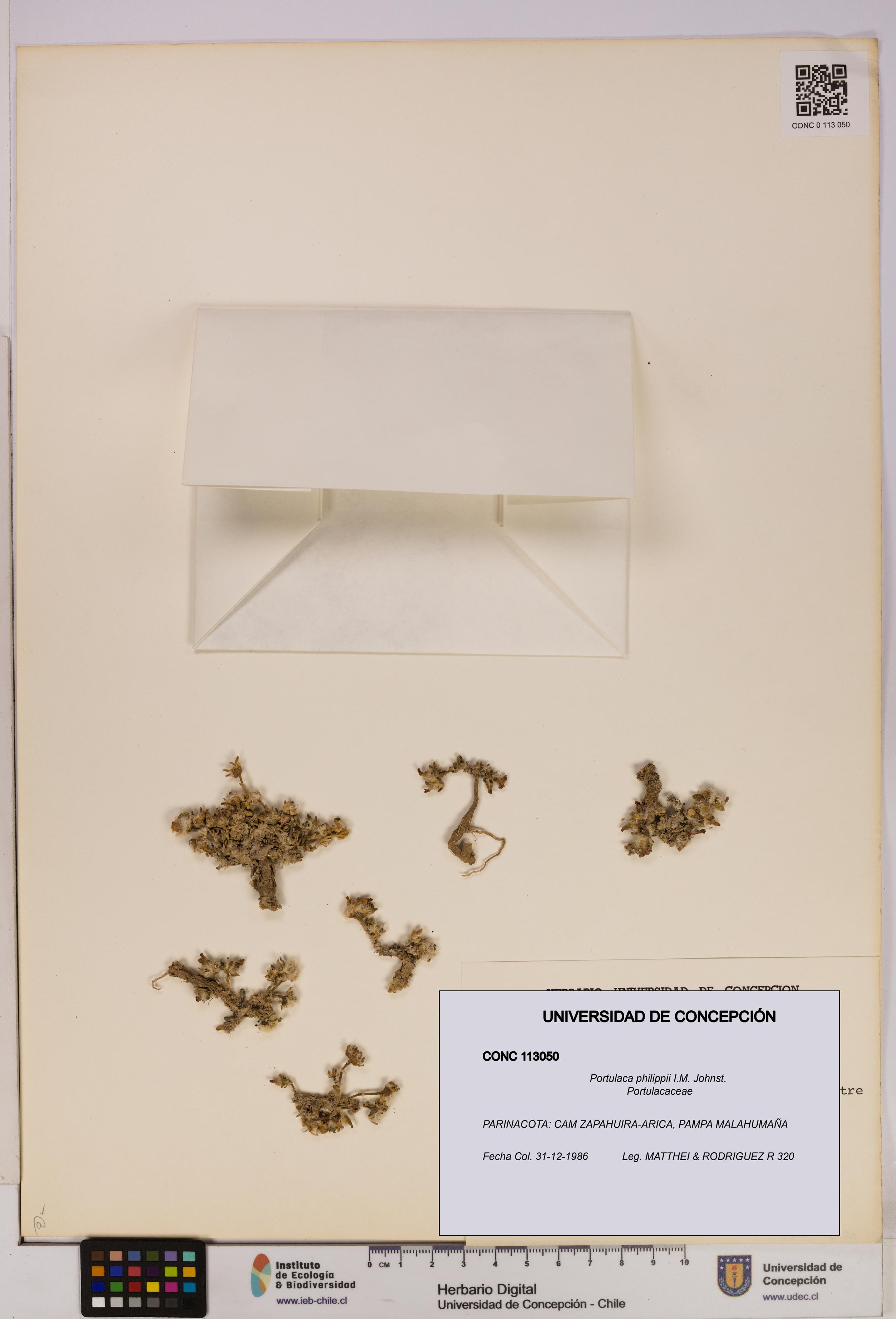 Portulaca philippii [Espécimen: UDEC:CONC:0113050]