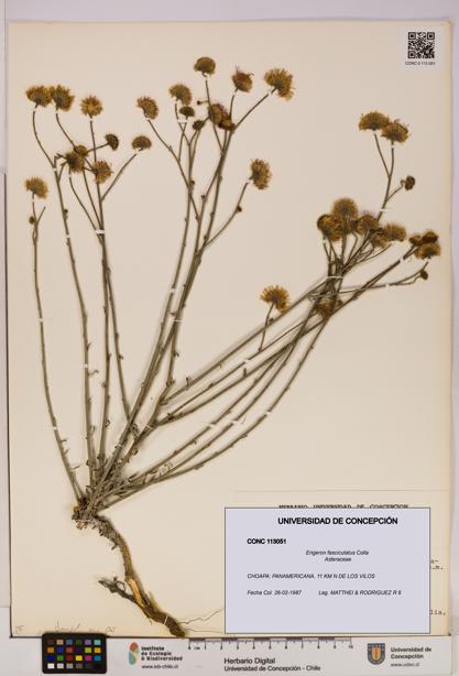 Erigeron fasciculatus [Espécimen: UDEC:CONC:0113051]