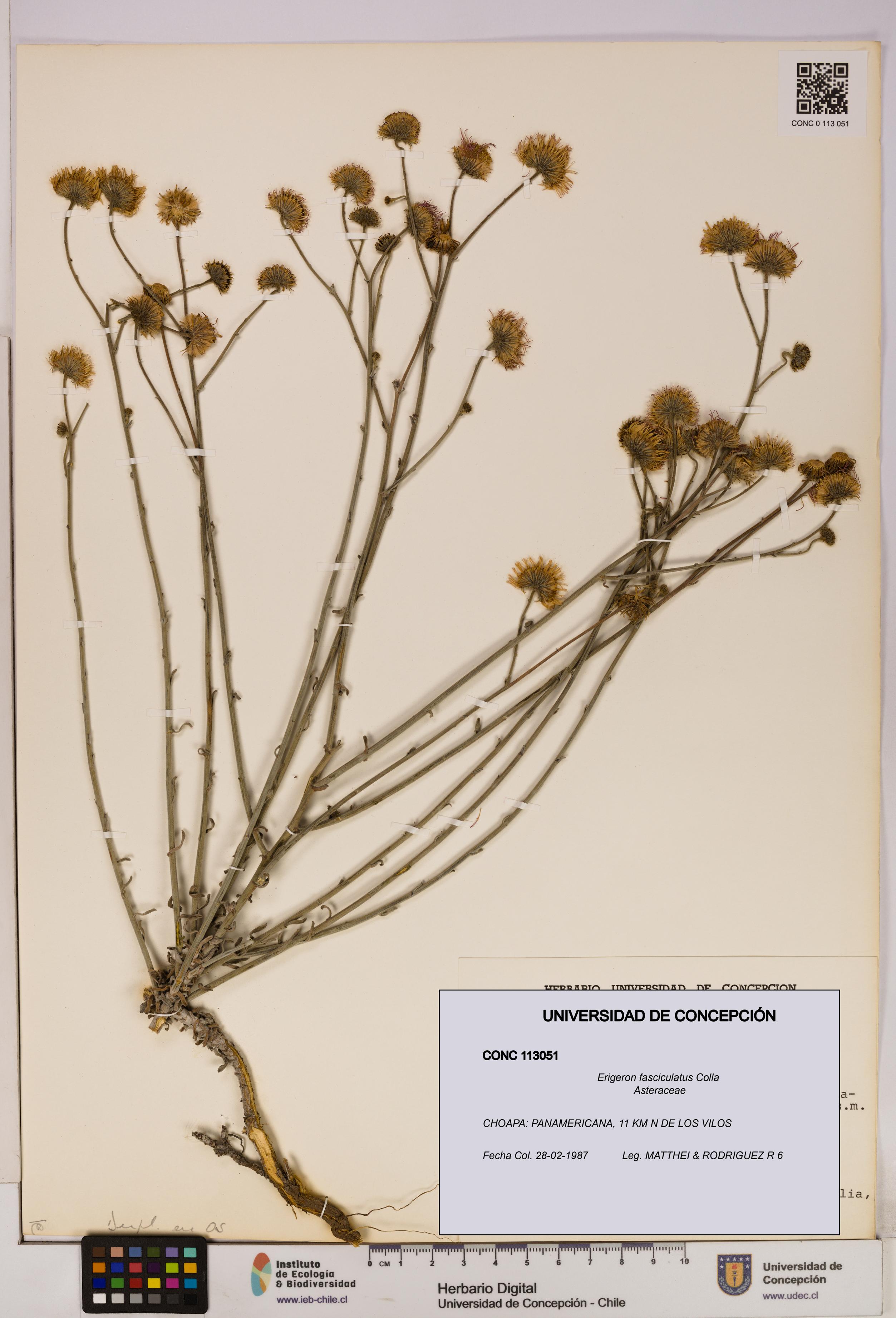 Erigeron fasciculatus [Espécimen: UDEC:CONC:0113051]