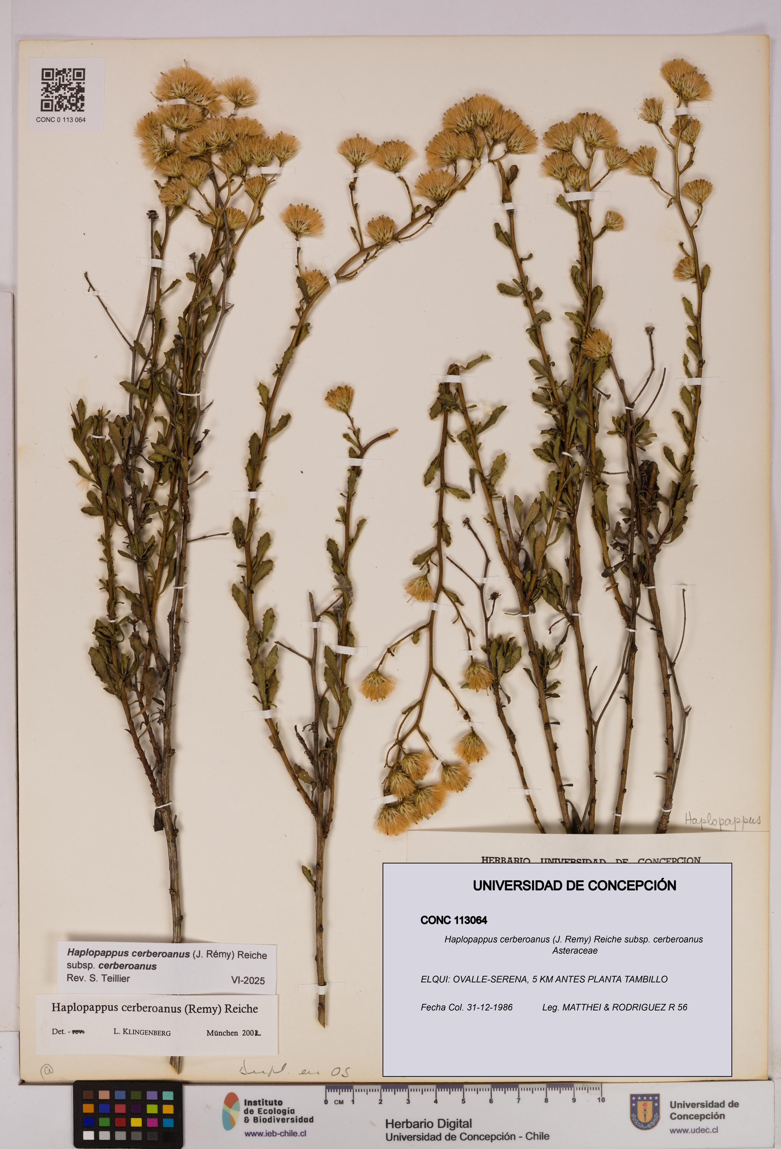 Haplopappus cerberoanus subsp. cerberoanus [Espécimen: UDEC:CONC:0113064]