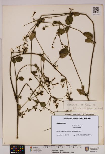Boerhavia diffusa [Espécimen: UDEC:CONC:0113068]