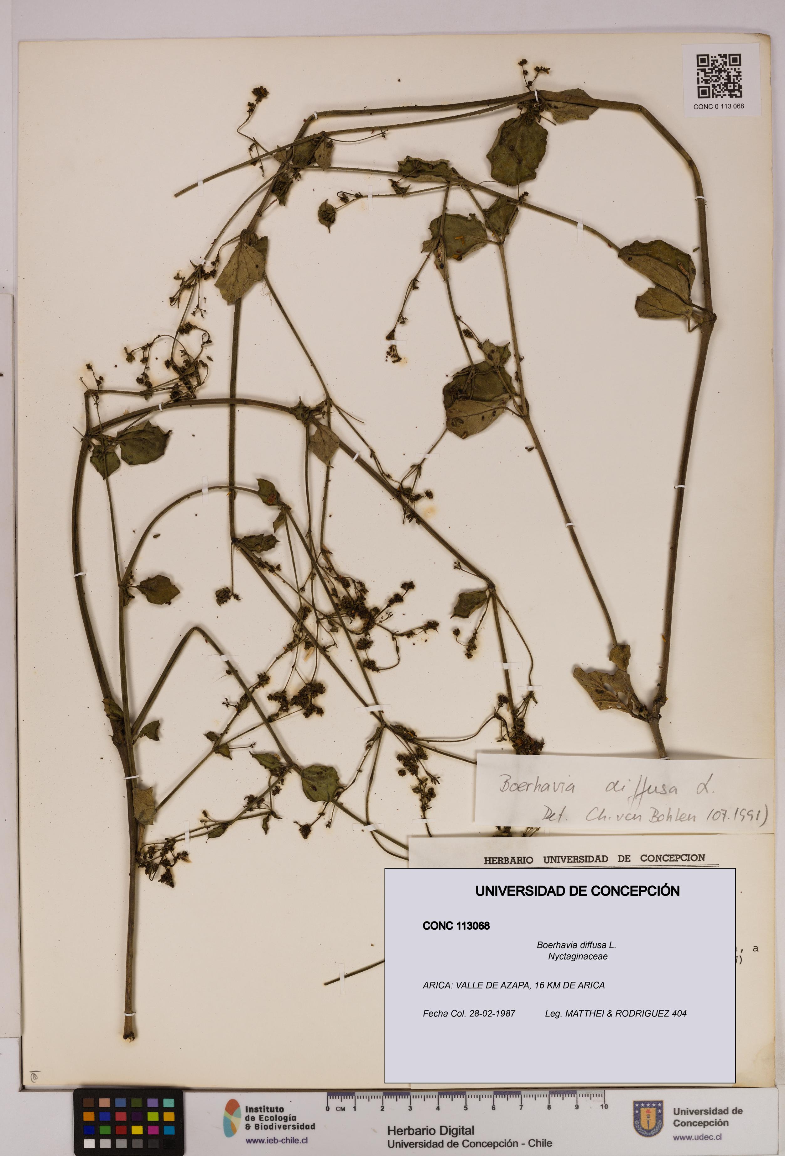 Boerhavia diffusa [Espécimen: UDEC:CONC:0113068]