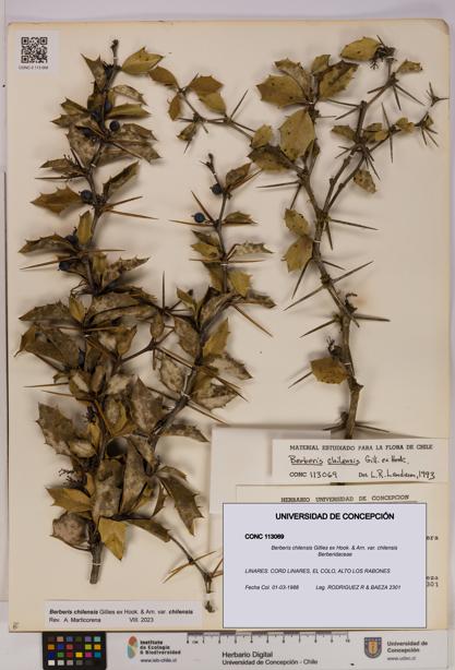 Berberis chilensis var. chilensis [Espécimen: UDEC:CONC:0113069]