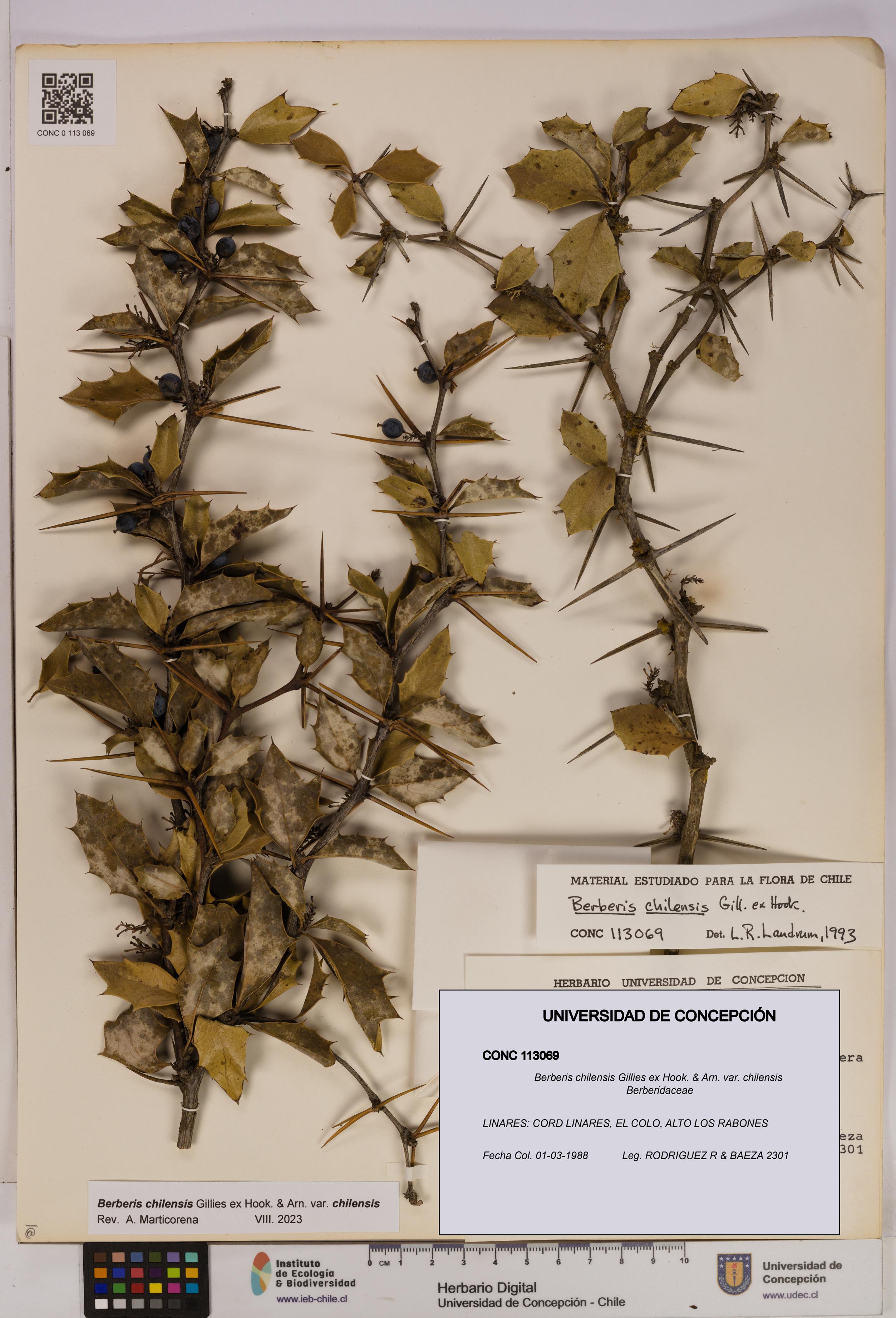Berberis chilensis var. chilensis [Espécimen: UDEC:CONC:0113069]