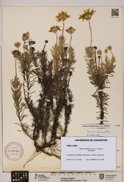 Senecio chilensis var. chilensis [Espécimen: UDEC:CONC:0113091]