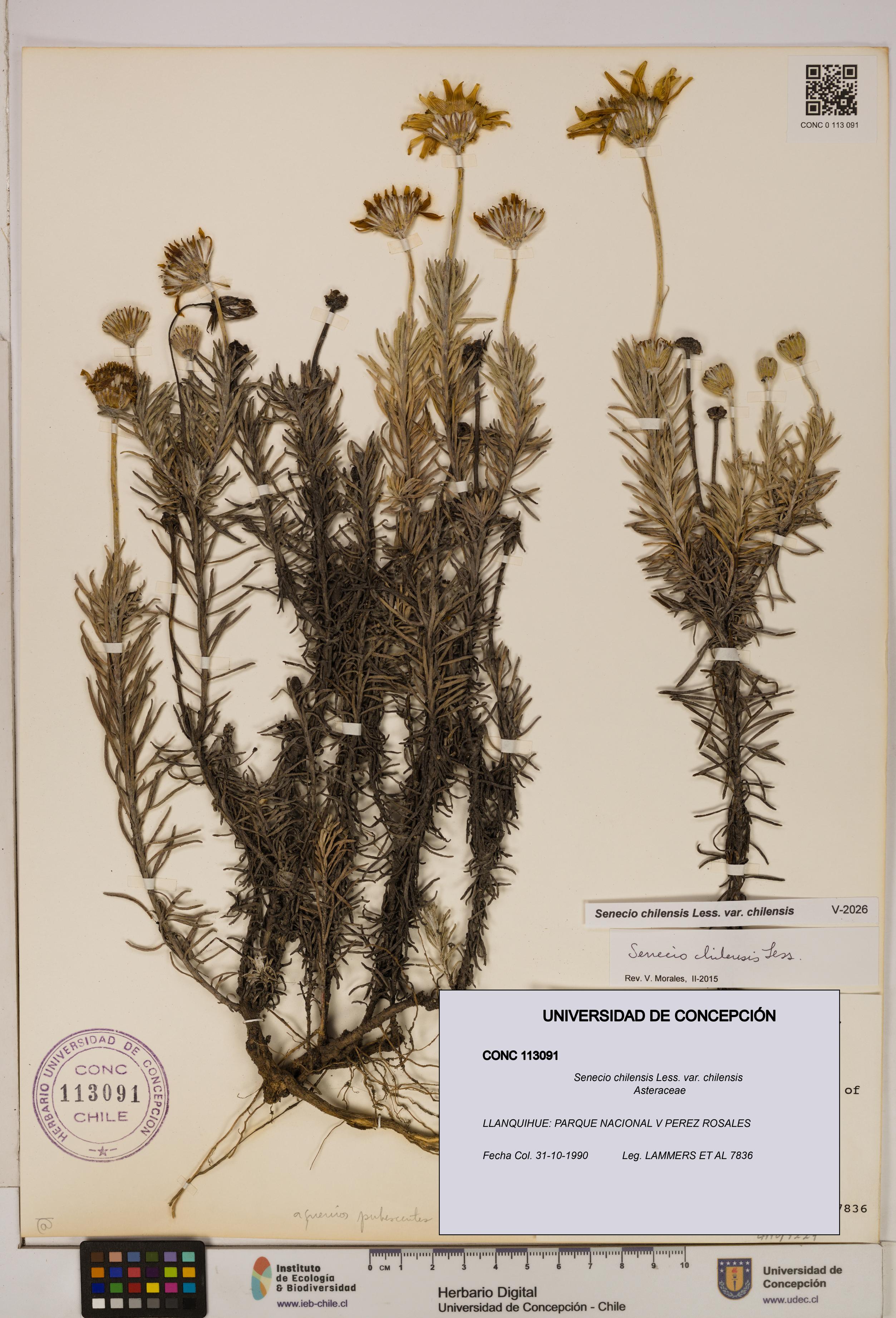 Senecio chilensis var. chilensis [Espécimen: UDEC:CONC:0113091]