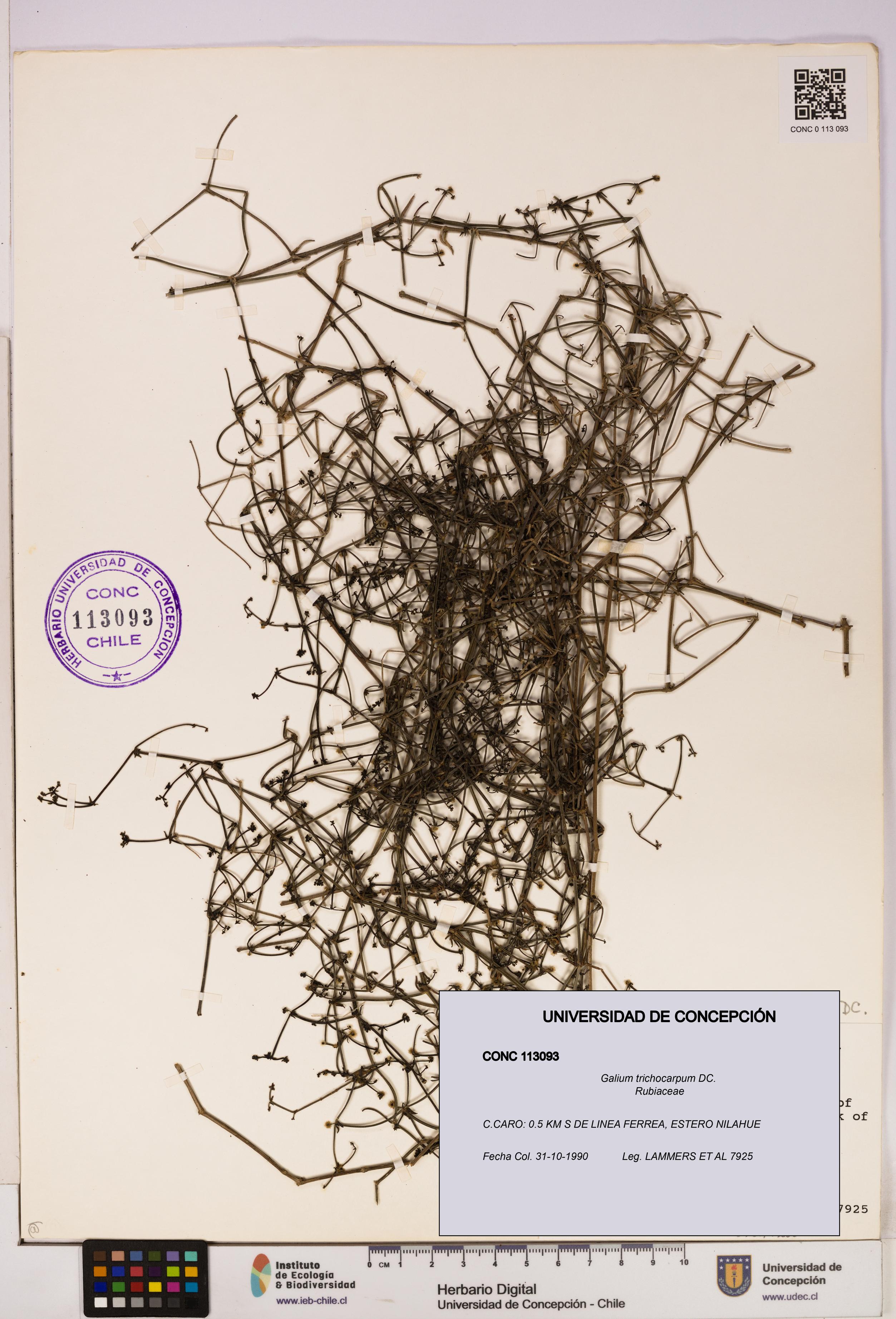 Galium trichocarpum [Espécimen: UDEC:CONC:0113093]