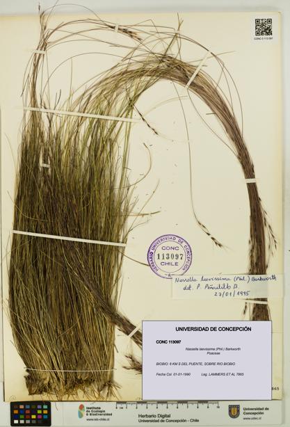 Nassella laevissima [Espécimen: UDEC:CONC:0113097]