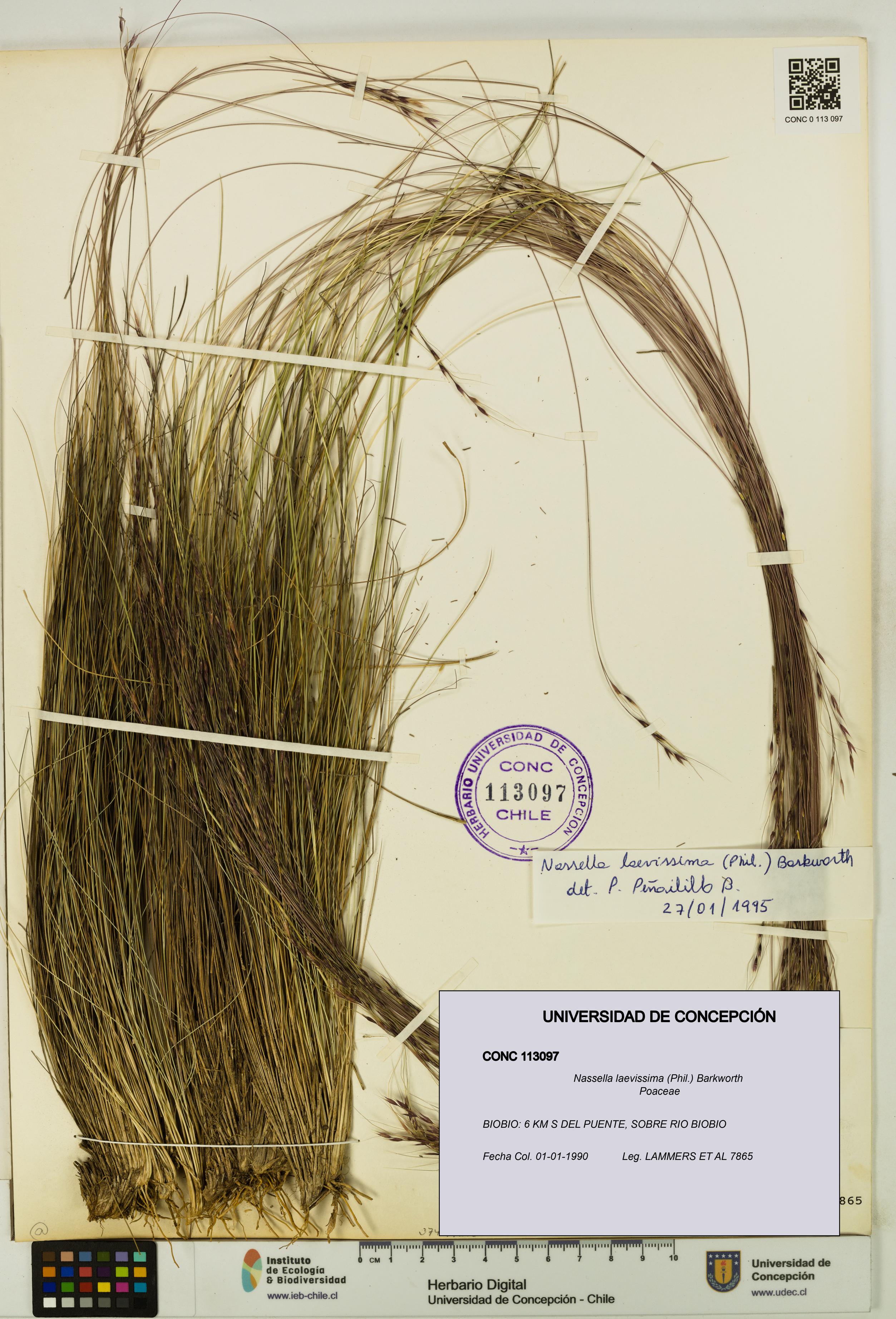 Nassella laevissima [Espécimen: UDEC:CONC:0113097]