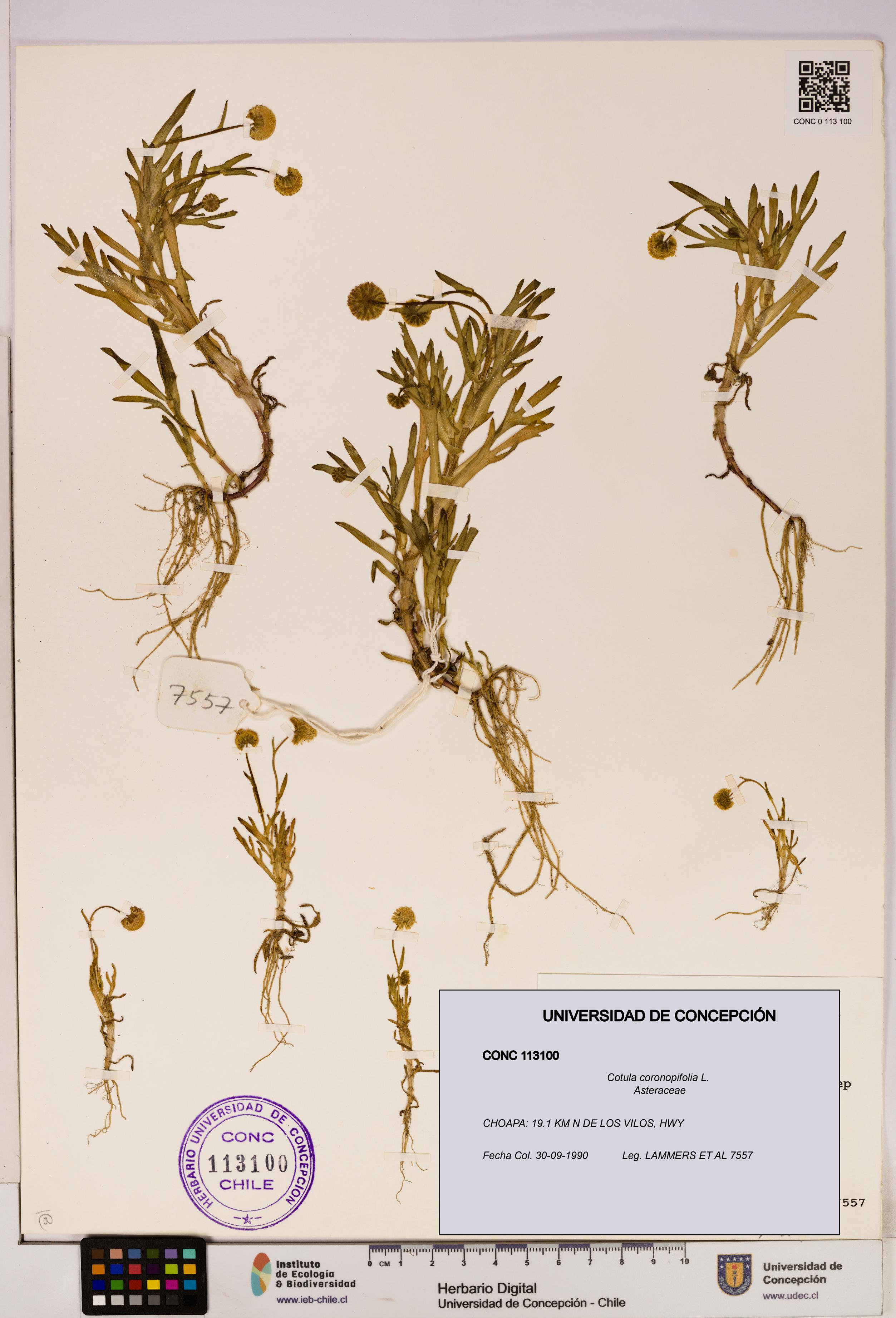 Cotula coronopifolia [Espécimen: UDEC:CONC:0113100]