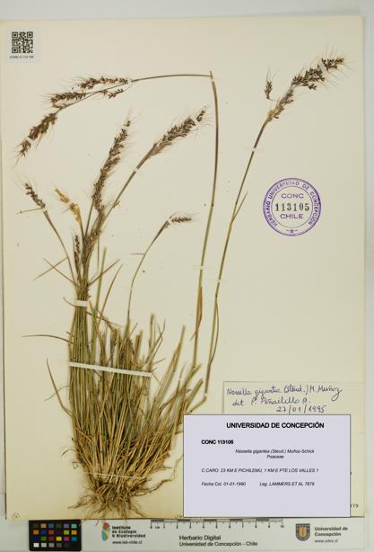 Nassella gigantea [Espécimen: UDEC:CONC:0113105]